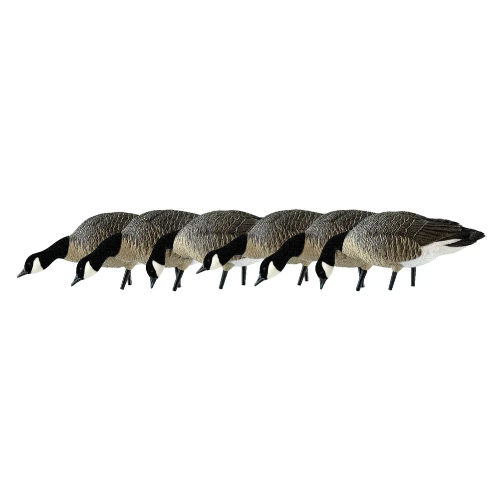 Avian-X AXP Lessers Feeder Pack 6 decoys lined up in side profile feeding poses