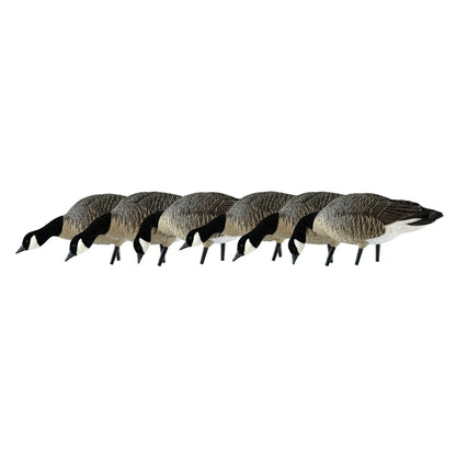 Avian-X AXP Lessers Feeder Pack 6 decoys lined up in side profile feeding poses