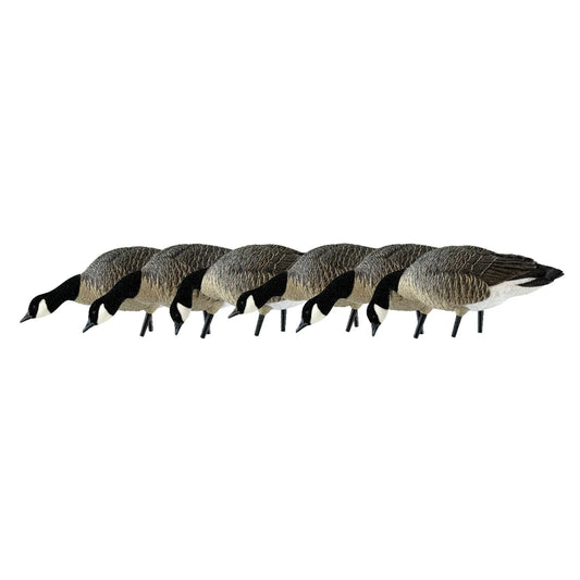 Avian-X AXP Lessers Feeder Pack 6 decoys lined up in side profile feeding poses