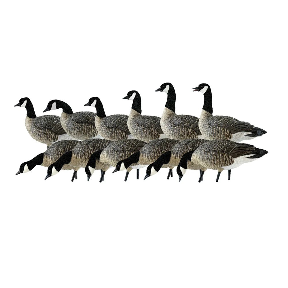Avian-X AXP Lessers Outfitter Pack 12 decoys arranged in two rows showing varied poses
