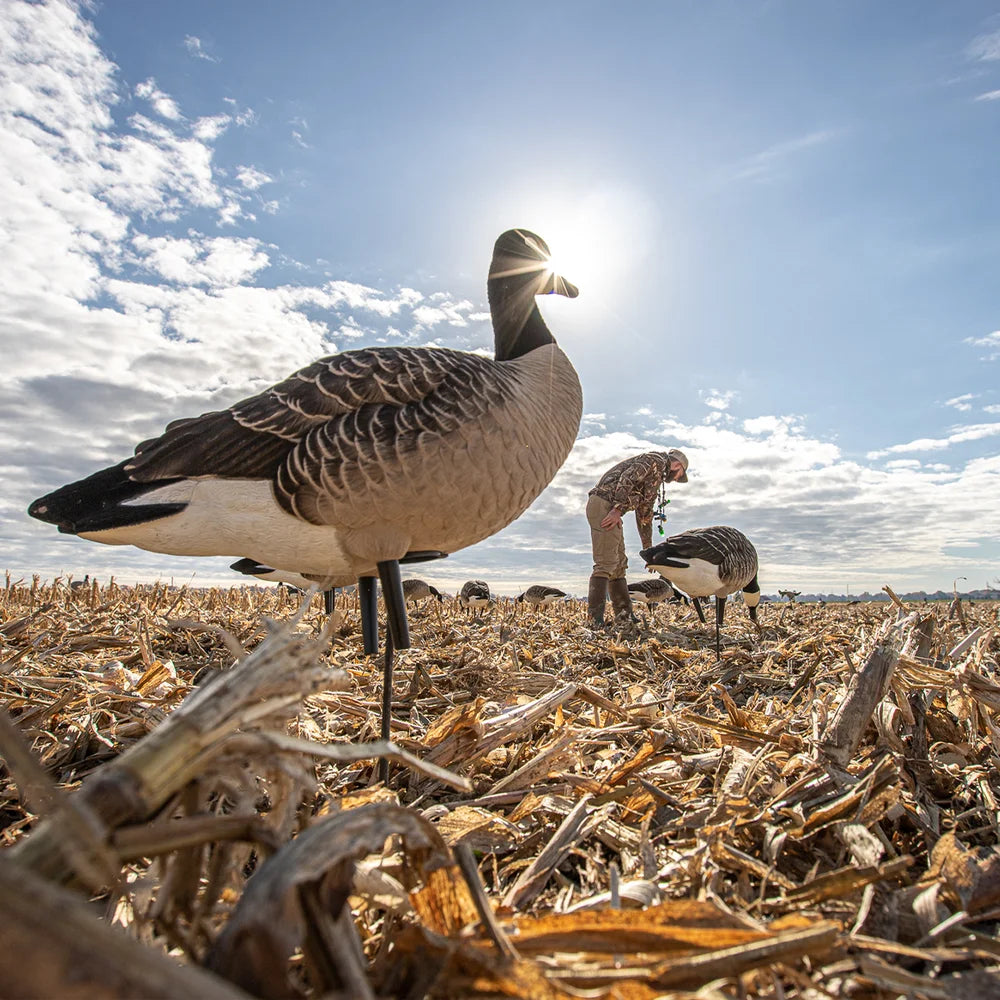Avian-X AXP Lessers Outfitter Pack decoys in cornfield with hunter placing decoy, backlit sunburst