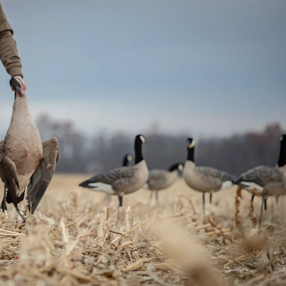 Avian-X AXP Lessers decoys with hunter placing decoy in stubble field, shallow depth of field