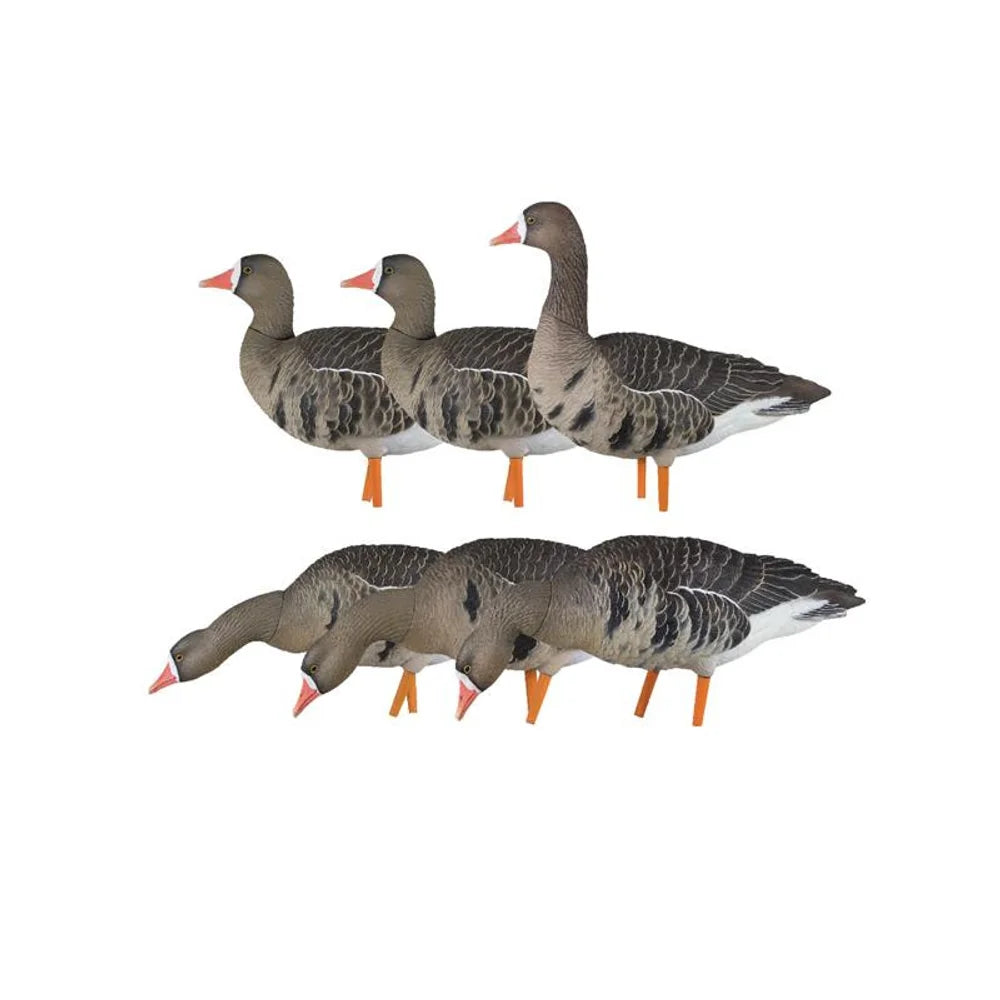 Avian-X AXP Specklebelly Fusion Pack 6-decoy set, alternate studio angle on white background