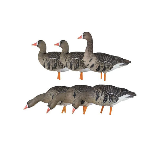Avian-X AXP Specklebelly Fusion Pack 6-decoy set, alternate studio angle on white background