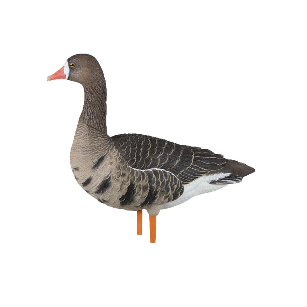 Avian-X AXP Specklebelly active pose decoy, three-quarter view on white background