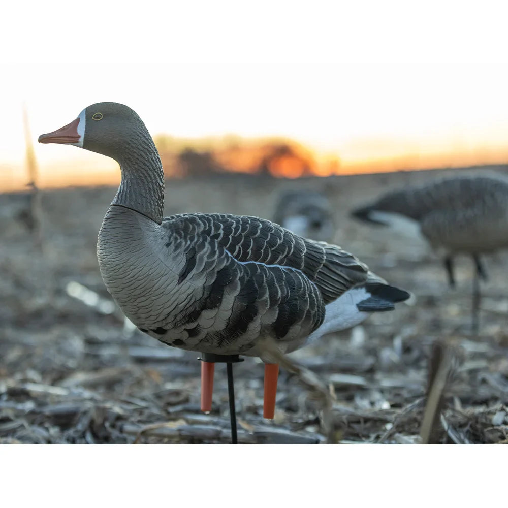 Avian-X AXP Specklebelly Fusion Pack decoy staked in cornfield at sunset, side view