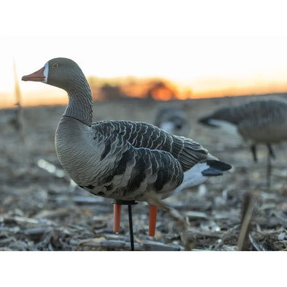 Avian-X AXP Specklebelly Fusion Pack decoy staked in cornfield at sunset, side view