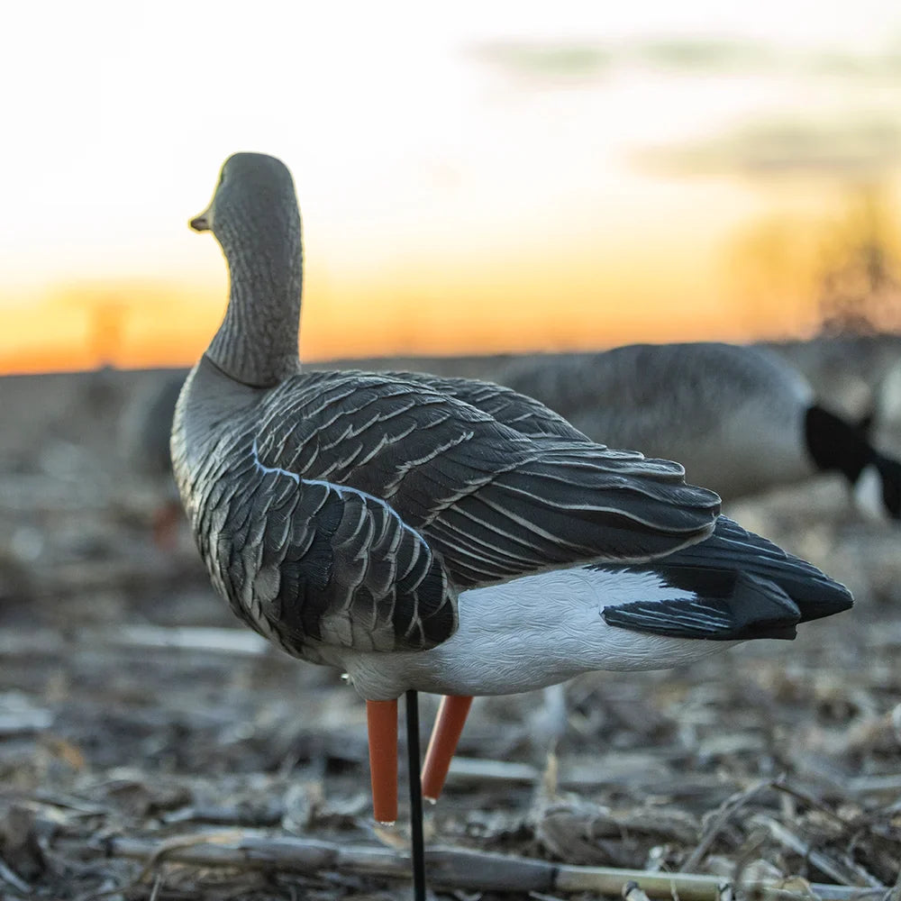 Avian-X AXP Specklebelly decoy rear view in cornfield at sunset showing tail and back detail