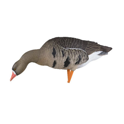 Avian-X AXP Specklebelly feeder pose decoy showing detailed belly barring on white