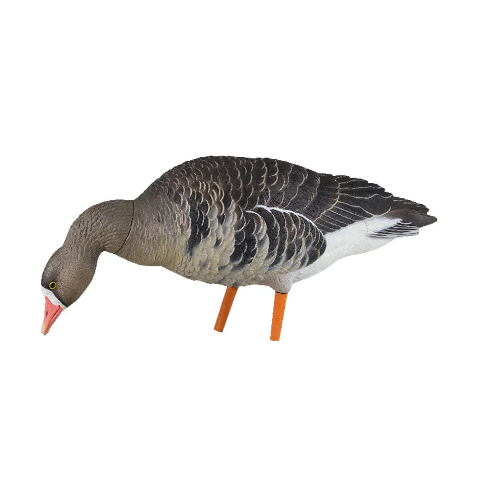 Avian-X AXP Specklebelly feeder pose decoy, side profile on white background