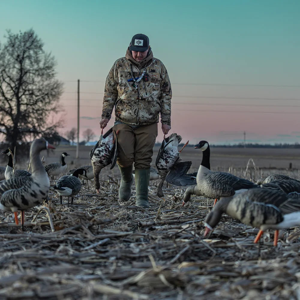 Hunter carrying Avian-X AXP Specklebelly decoys through field of geese at dusk