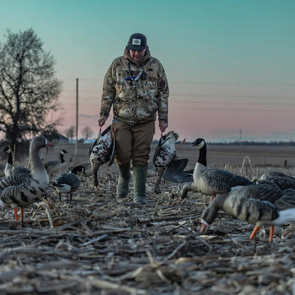 Hunter carrying Avian-X AXP Specklebelly decoys through field of geese at dusk