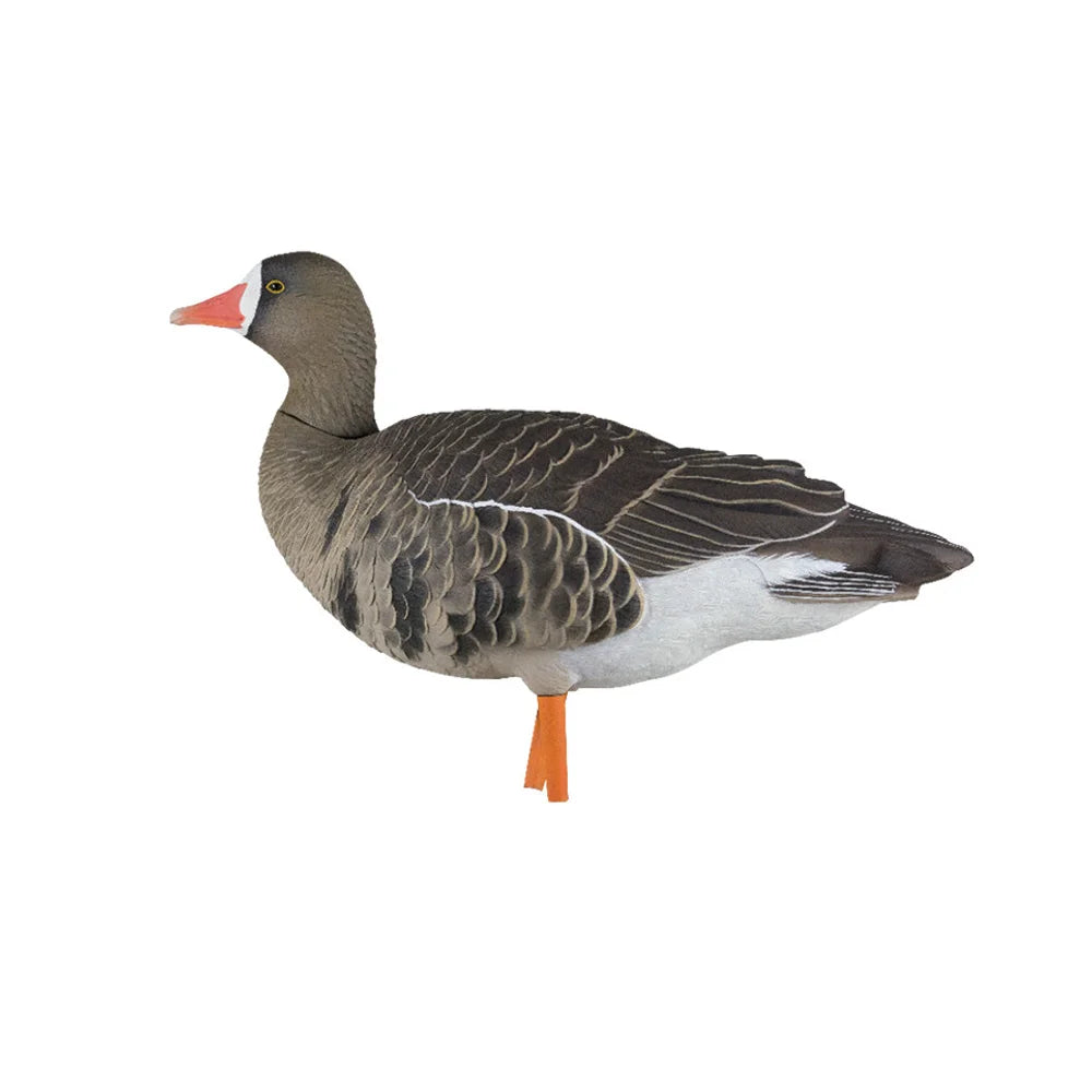 Avian-X AXP Specklebelly upright pose decoy, full side profile on white background