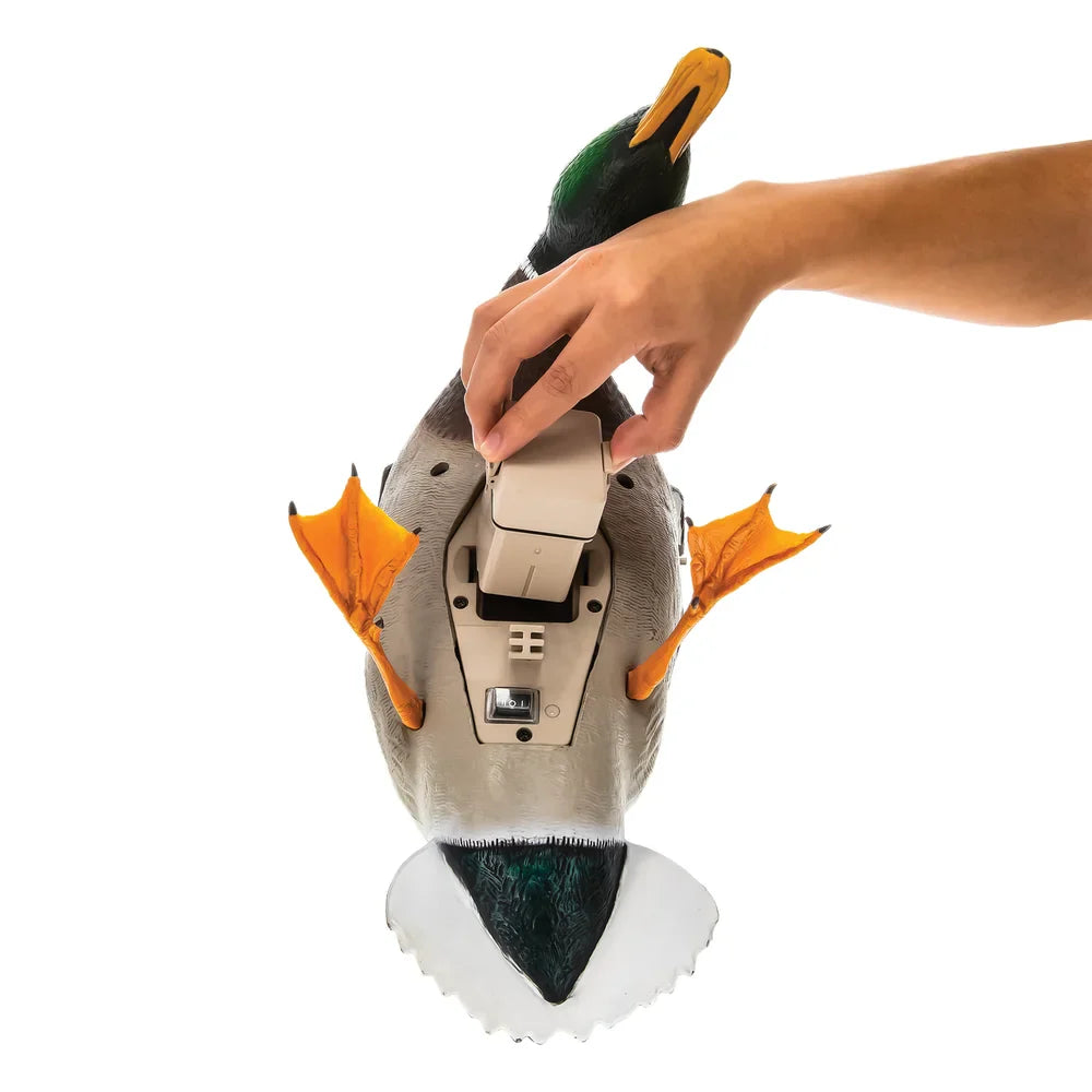 Hand installing battery into underside compartment of Avian-X Powerflight Mallard decoy