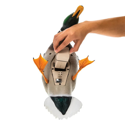 Hand installing battery into underside compartment of Avian-X Powerflight Mallard decoy