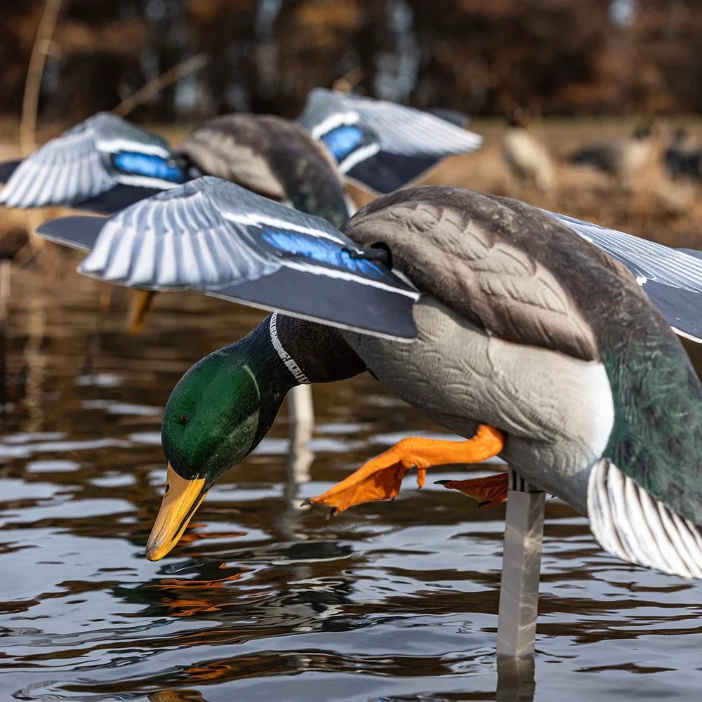 Avian-X Powerflight Mallard motion decoy in use on water with additional decoys in spread