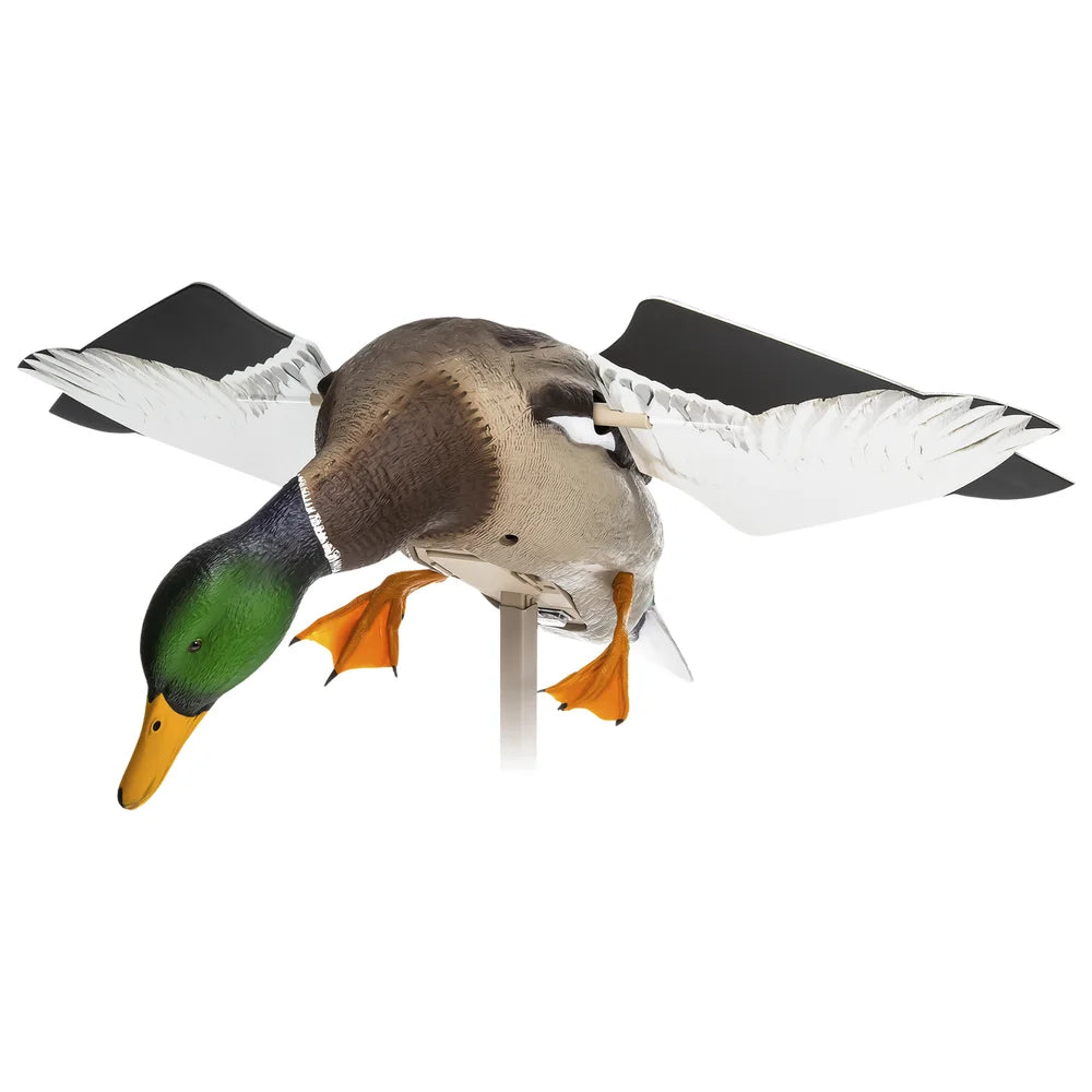 Avian-X Powerflight Mallard decoy rear three-quarter view showing underside of wings