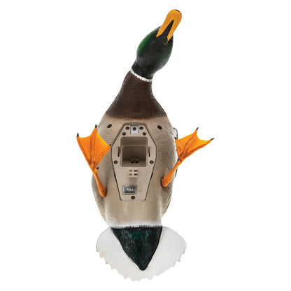 Avian-X Powerflight Mallard decoy underside showing battery compartment and on/off switch