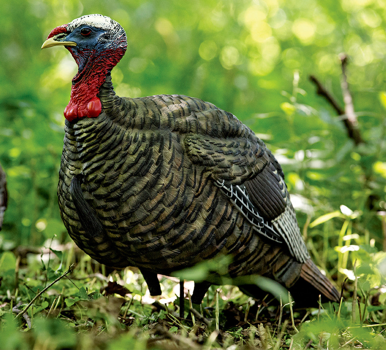 Avian-X LCD Quarter-Strut Jake Turkey Decoy – Outdoors For Less