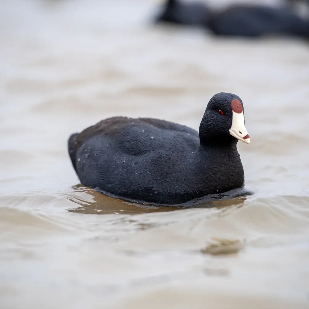 Avian-X TopFlight Coot floating decoy front-quarter view on water showing detailed head and bill