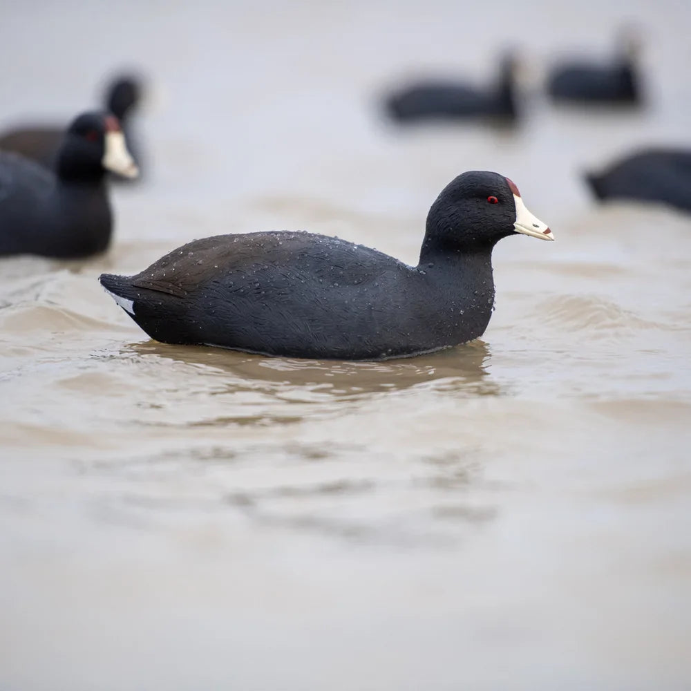 Avian-X TopFlight Coot floating decoy swimming on calm water with rig in background