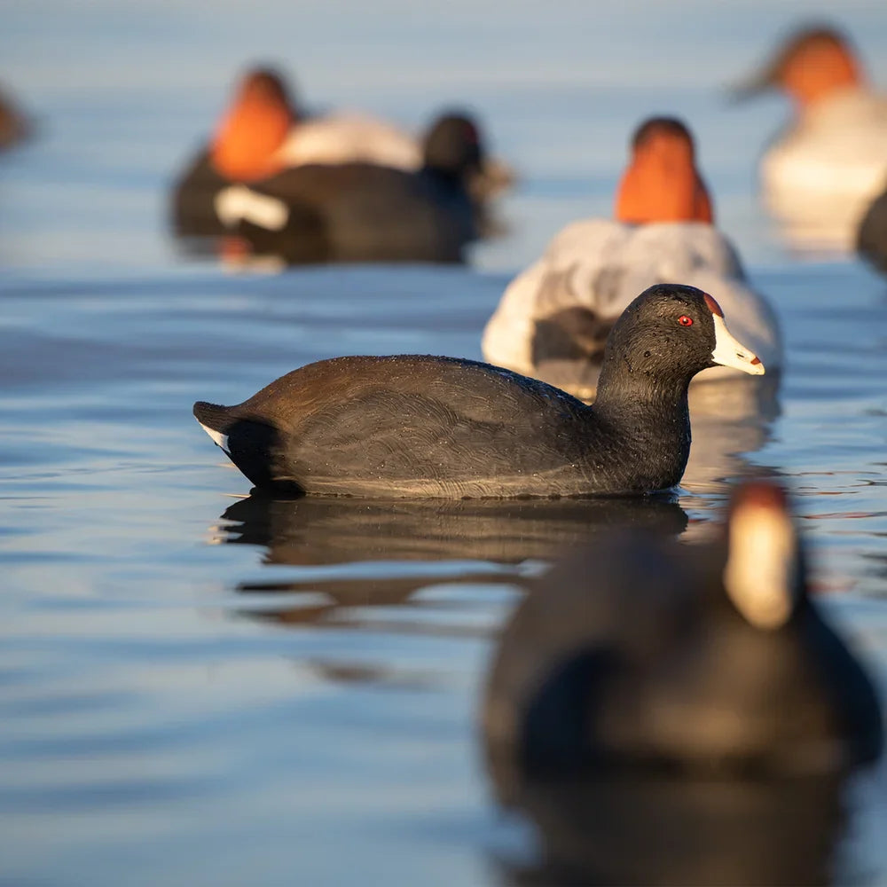 Avian-X TopFlight Coot floating decoy on water surrounded by redhead diver decoys at sunset
