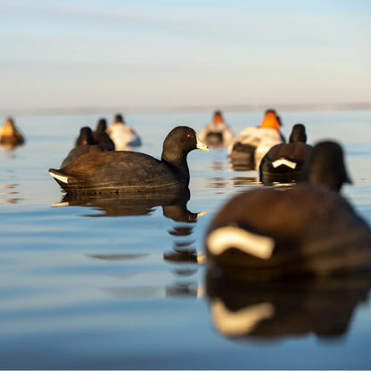 Avian-X TopFlight Coot floating decoy on water at sunrise alongside diver duck decoys