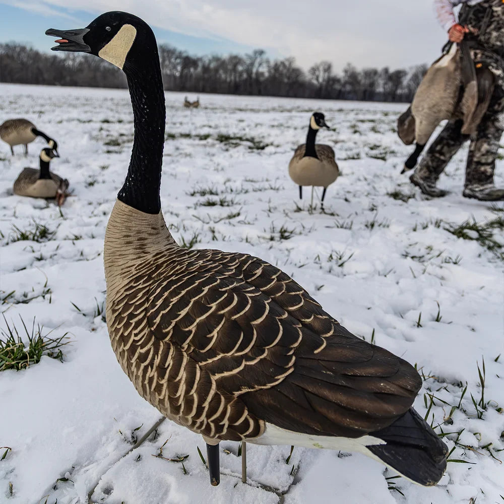 Avian-X Topflight Honkers Canada goose decoy in snowy field with active pose and other decoys