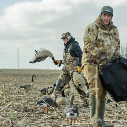 Hunters carrying Avian-X Topflight Honkers goose decoys while setting spread in cornfield