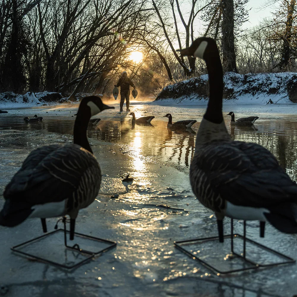 Avian-X Topflight Honkers floating goose decoys on icy creek at sunrise with hunter approaching