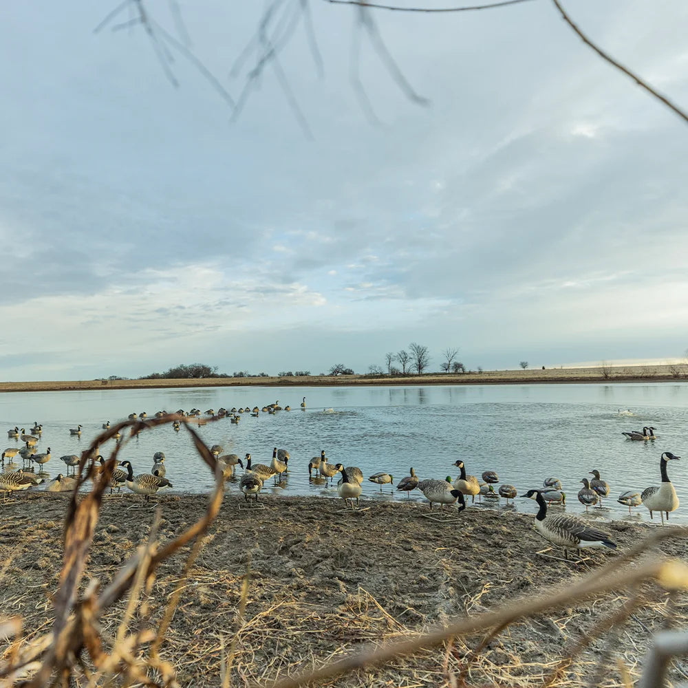 Avian-X Topflight Honkers floating goose decoy spread set up along pond shoreline