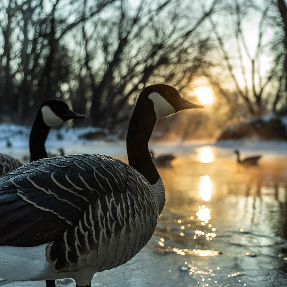 Avian-X Topflight Honkers floating goose decoys at sunrise on misty water with silhouetted geese