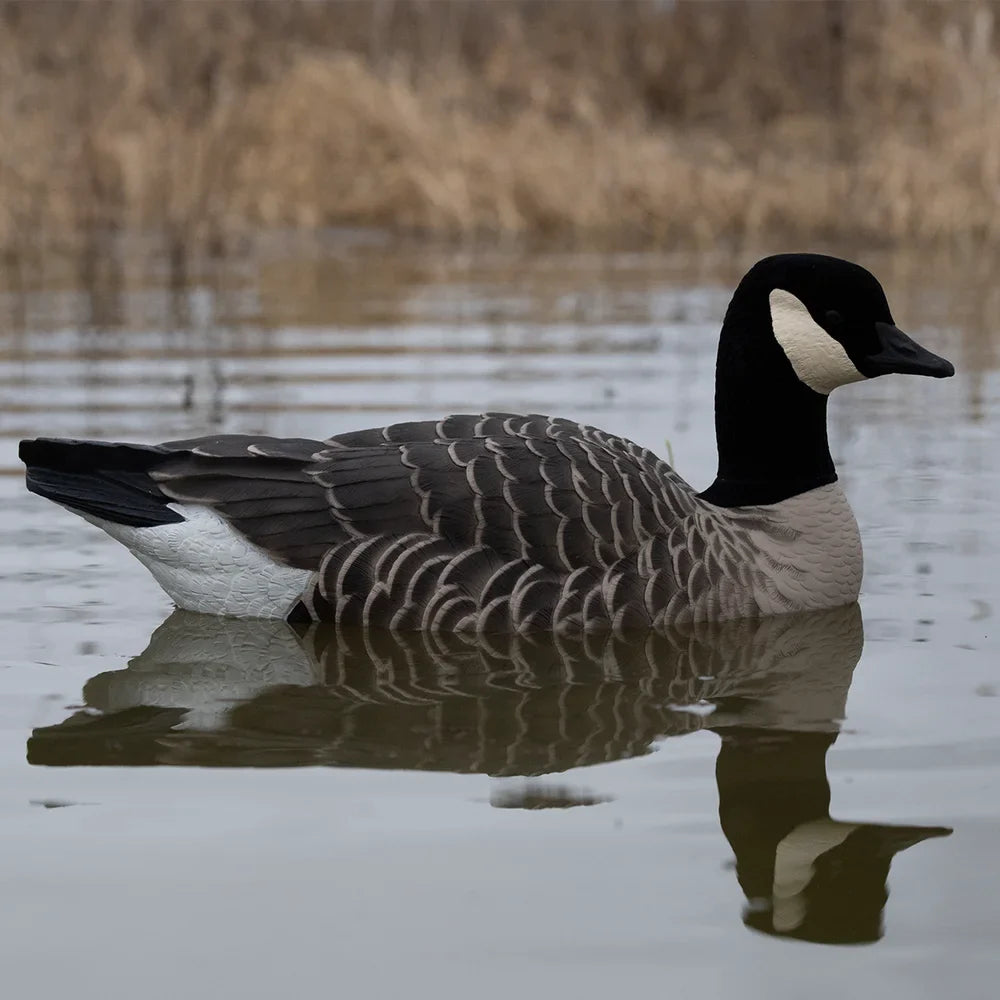 Avian-X TopFlight Lessers single floating goose decoy on marsh water with reflection