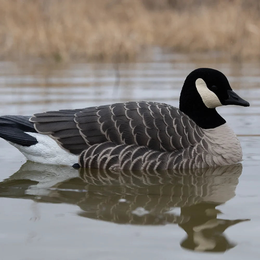 Avian-X TopFlight Lessers floating goose decoy on pond with reflection, lifestyle shot