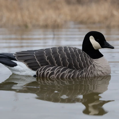 Avian-X TopFlight Lessers floating goose decoy on pond with reflection, lifestyle shot