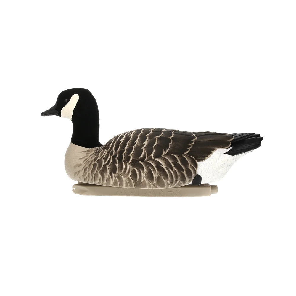 Avian-X TopFlight Lessers single floating Canada goose decoy in alert pose, left side on white
