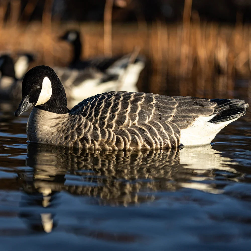Avian-X TopFlight Lessers floating goose decoys on water at golden hour, lifestyle shot