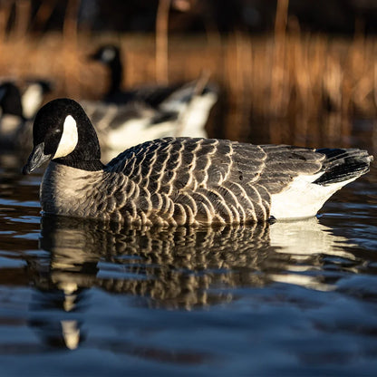 Avian-X TopFlight Lessers floating goose decoys on water at golden hour, lifestyle shot