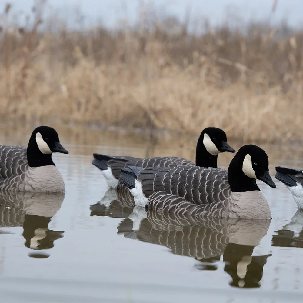 Avian-X TopFlight Lessers floating goose decoys on water in marsh setting with three decoys