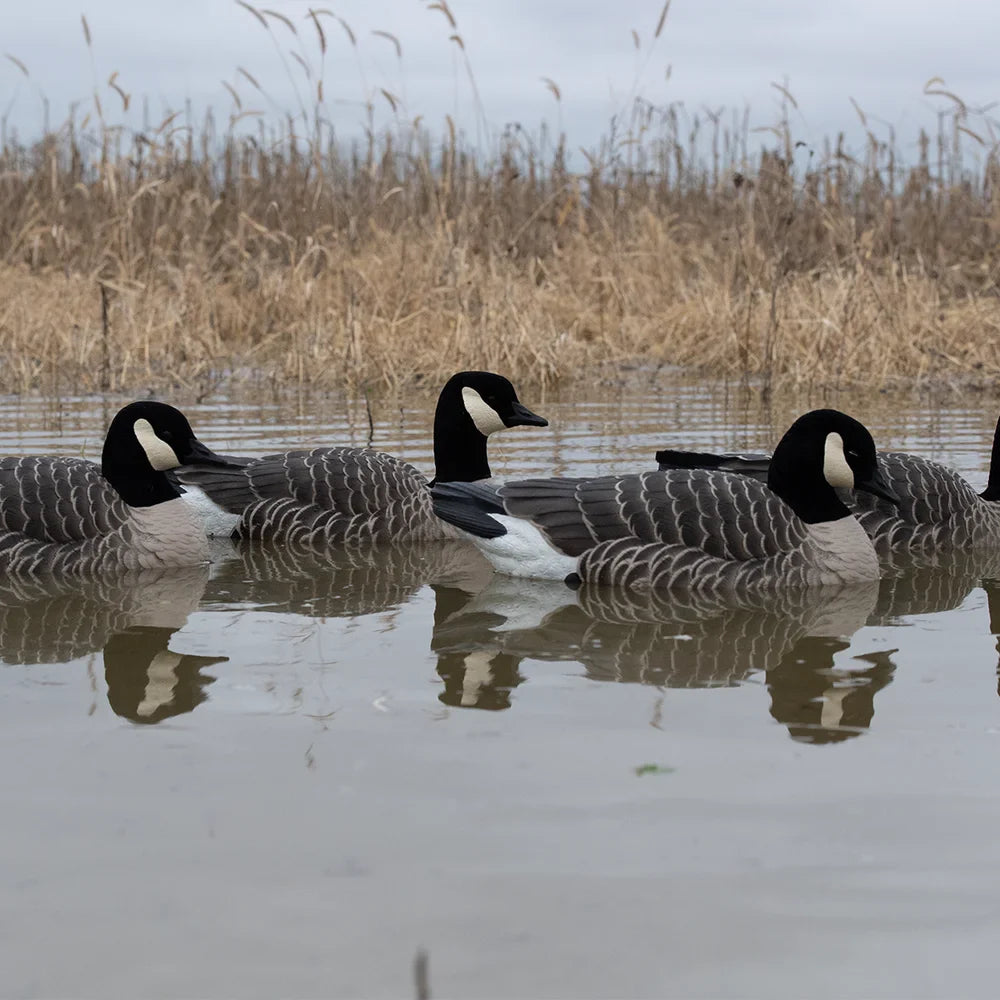 Avian-X TopFlight Lessers floating goose decoys arranged in marsh water with reeds backdrop