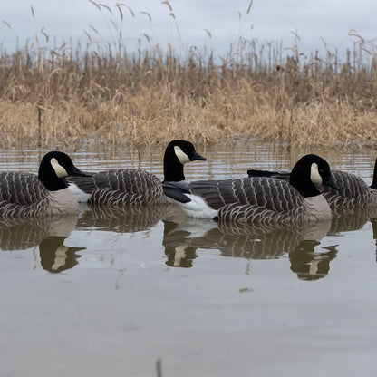 Avian-X TopFlight Lessers floating goose decoys arranged in marsh water with reeds backdrop