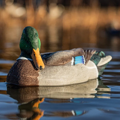 Avian-X TopFlight Mallard drake decoy with head down, floating on water in lifestyle scene