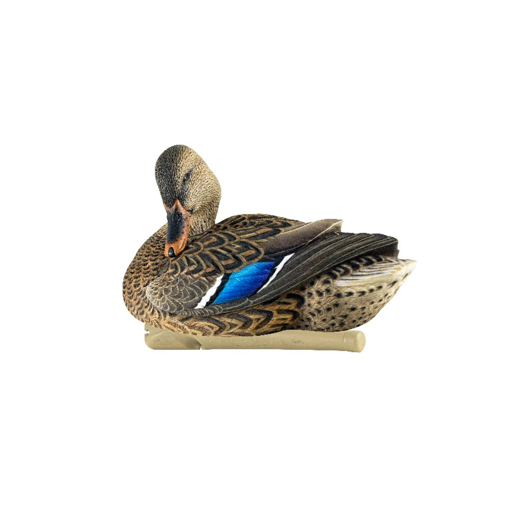 Avian-X TopFlight Mallard hen preener decoy with head tucked, studio shot on white background