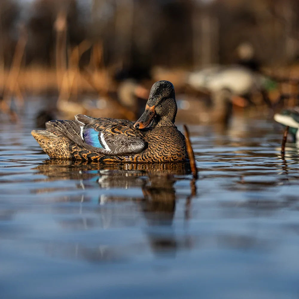 Avian-X TopFlight Mallard hen preener decoy floating on water in marsh lifestyle scene