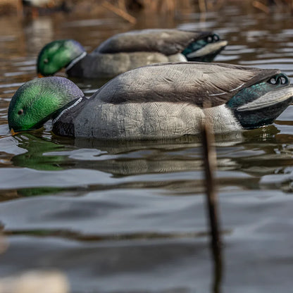 Avian-X TopFlight Mallards Backwater Pack drake feeder decoys close-up on water