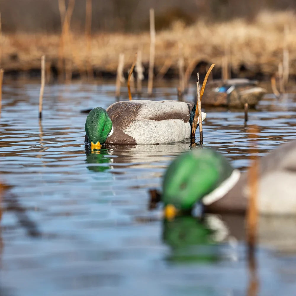 Avian-X TopFlight Mallards Backwater Pack drake feeder decoy floating among reeds on water