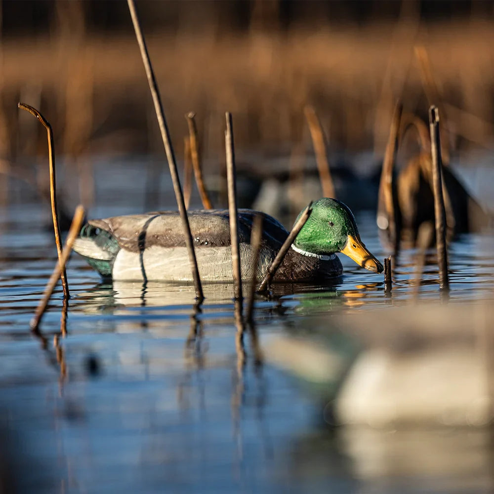 Avian-X TopFlight Mallards Backwater Pack drake decoy floating in cattails on marsh water