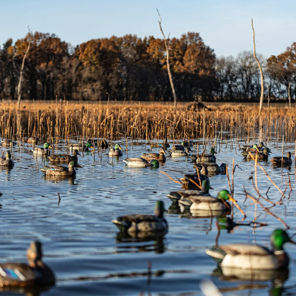 Avian-X TopFlight Mallards Backwater Pack floating decoys spread on marsh water at sunset