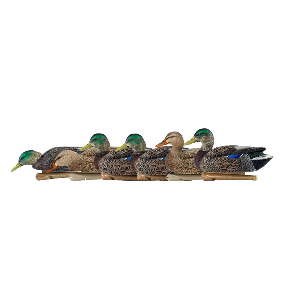 Avian-X TopFlight Mallards early season 6 decoy side profile lineup on white background