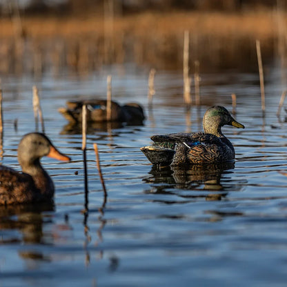 Avian-X TopFlight Mallards early season decoys floating in marsh with drake and hen lifestyle